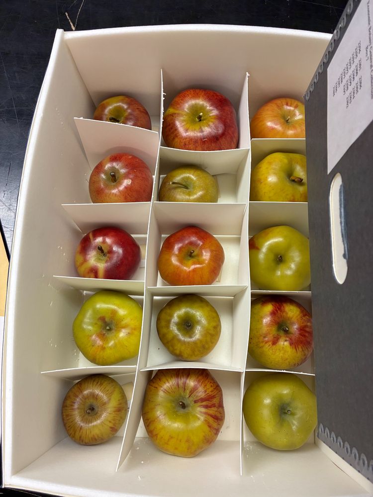 A box of fifteen wax apples of various sizes and colors.  