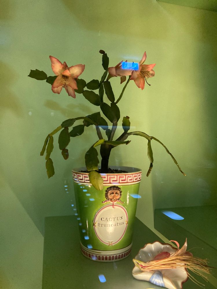 Photo showing the wax botanical model of "Cactus truncastus" in front of a green wall. The plant is placed in a pot with an oval cartouche that shows the name of the plant, as known in the eighteenth century. Next to the pot (to the bottom right of the picture plane) is a small wax model showing the flower head that is cut in half and placed on a ceramic dish shaped like a seashell.