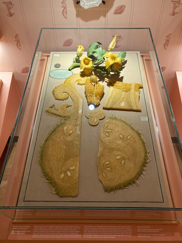 Photo of a set of wax models showing the physiological preparation of Cucurbita pepo under a glass case. 