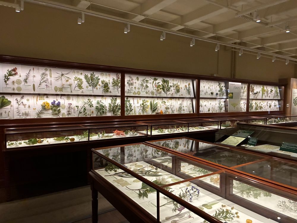Display cases in the glass flower room at the Harvard Museum of Natural History. 