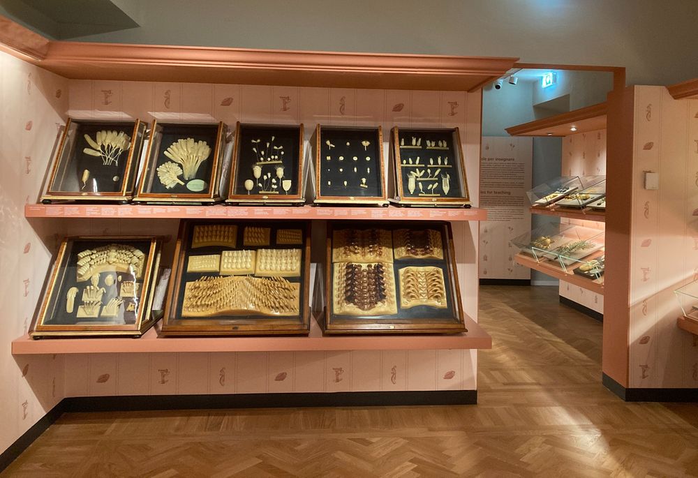 Photo of wax models of plant anatomy displayed on shelves. The walls have pink wallpaper and the shelves are also painted pink.
