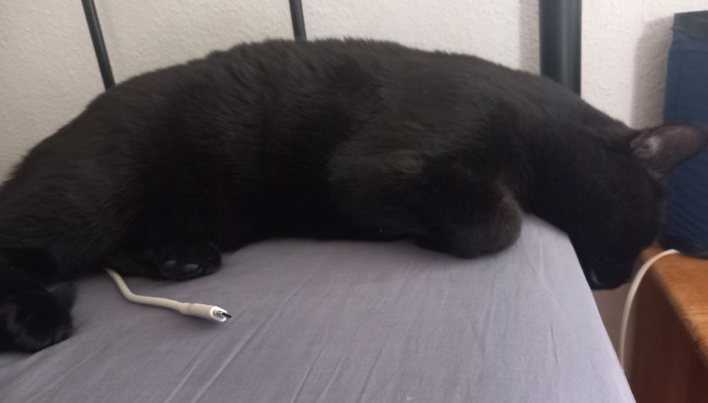 Kater Ragnar liegt ausgestreckt am Kopfende vom Bett.
Zwischen seinen Hinterläufen liegt ein Ladekabel.