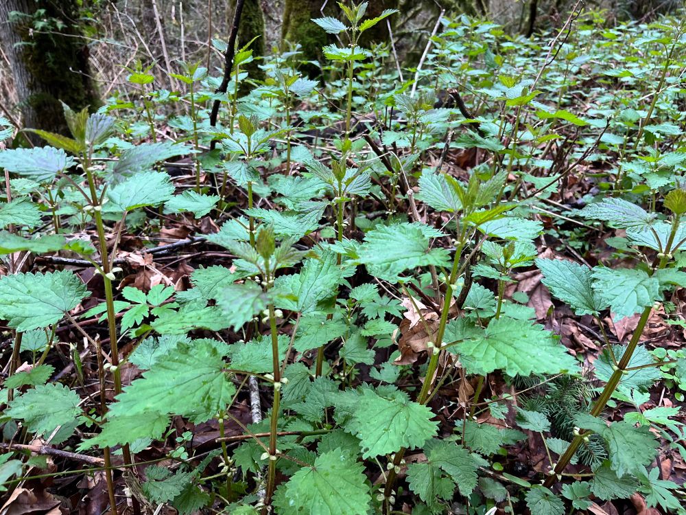 Dense patch of nettles growing in the forest