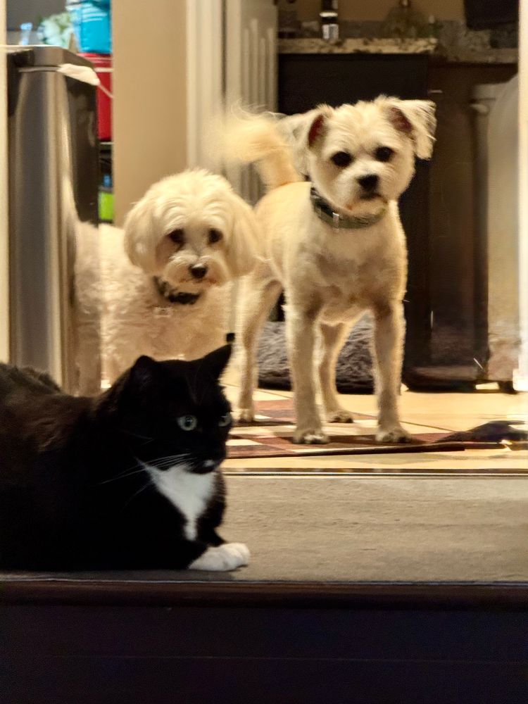 Two small dogs, one white, the other blonde, standing near the top of a small inside stoop, the top of which a black and white cat appears to be a Sentry, squatting on the top level. You can actually see the concern in their faces about how they are going to get by. (p.s ex-feral, rescue, the cat is nasty to everyone except her parents). 