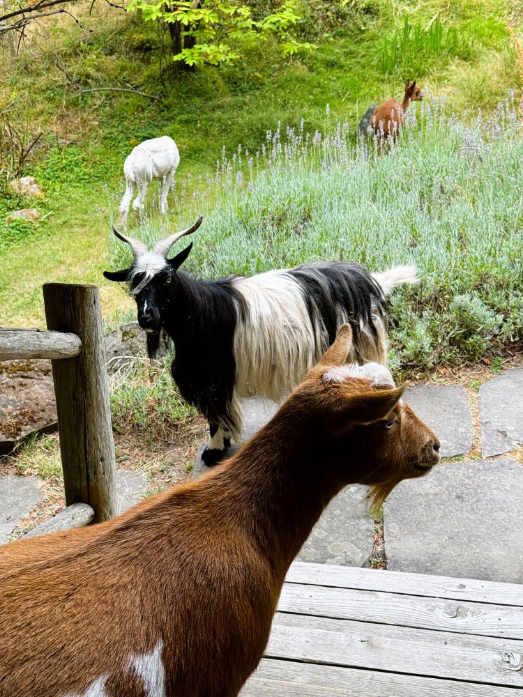 A side view of a brown and white goat standing at the top of the steps of a wooden deck looking off to the right, and at the bottom of the steps is a black and white long-horned hairy goat staring at the camera as it stands in front of tall grasses and bushes amid which a white alpaca and a brown alpaca are mincing around munching the foliage.