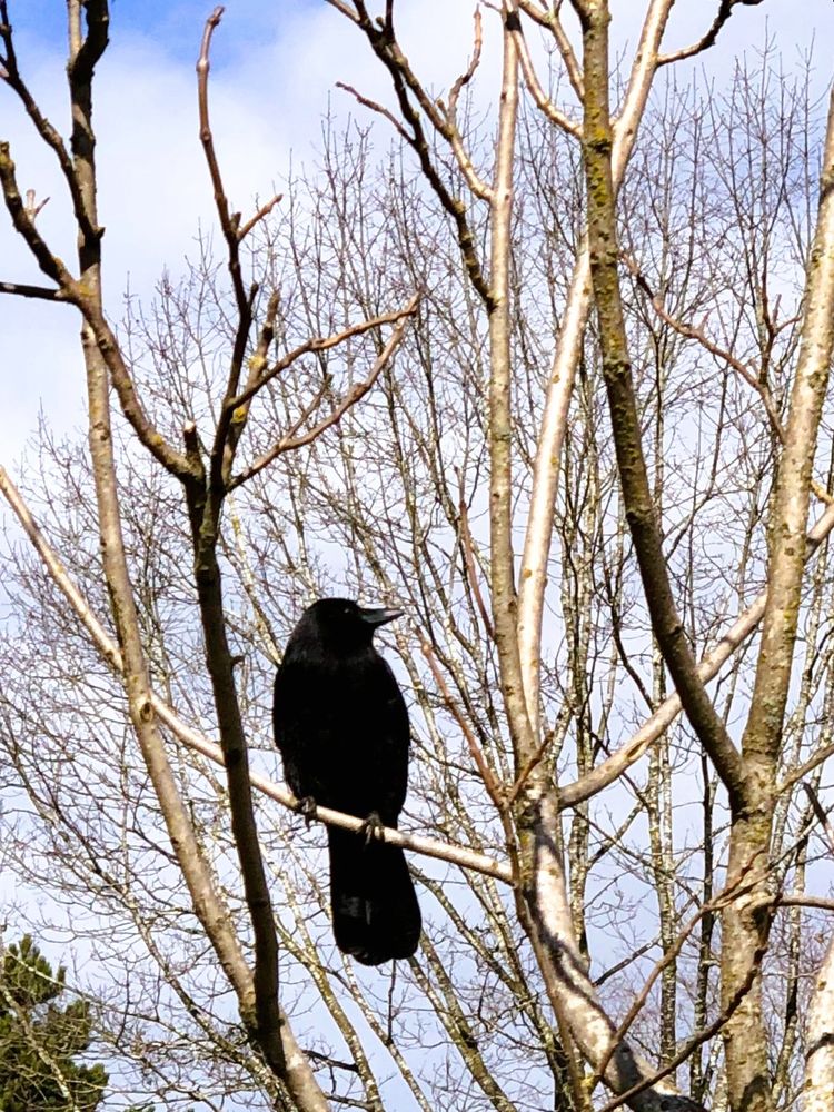 A close up of fat crow or raven, I dunno, sitting on a thin branch amid the many thin pale beige branches without leaves of a tree through which a blue/cloudy sky acts as a background.