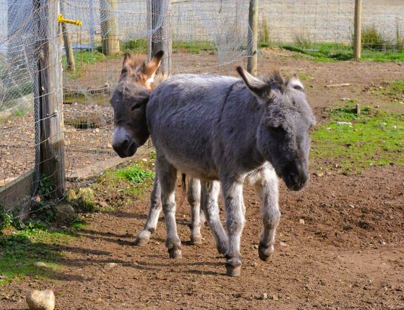 Two donkeys appear to be one with only one of their heads, and legs visible giving the impression there is a head at either end and with six legs in-between.