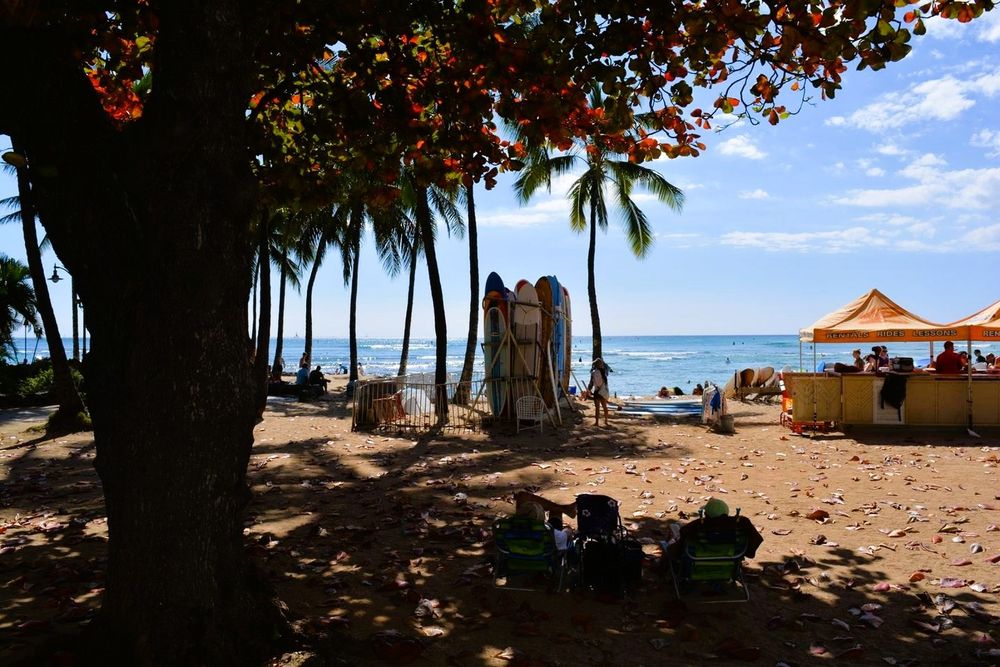 Far left foreground is a silhouette of what I believe is a Royal poinciana tree trunk in Ohahu, Hawaii. Red & green leaves stretch over the entirety of the top of the photie and a blue sky with fluffy clouds. Many leaves have fallen onto the sand littering it. Three people in the shadow of the tree are sitting on deckchairs facing the blue of ocean with a slight surf, which you can see through thin palm tree trunks, a collection of surfboards fastened upright and fenced in in the centre, while a yellow food/drink concession stand with people around it is at the far right. There are people off in the distance.