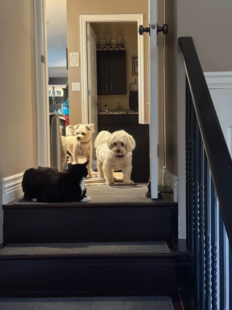 Two small dogs, one blonde, the other white, standing near the top of a small inside stoop, the top of which a black and white cat appears to be a Sentry, squatting on the top level. You can actually see the concern in their faces about how they are going to get by. (p.s ex-feral, rescue, the cat is nasty to everyone except her parents). 