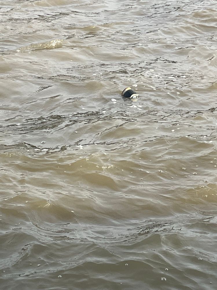 a black trainer floating in the Thames