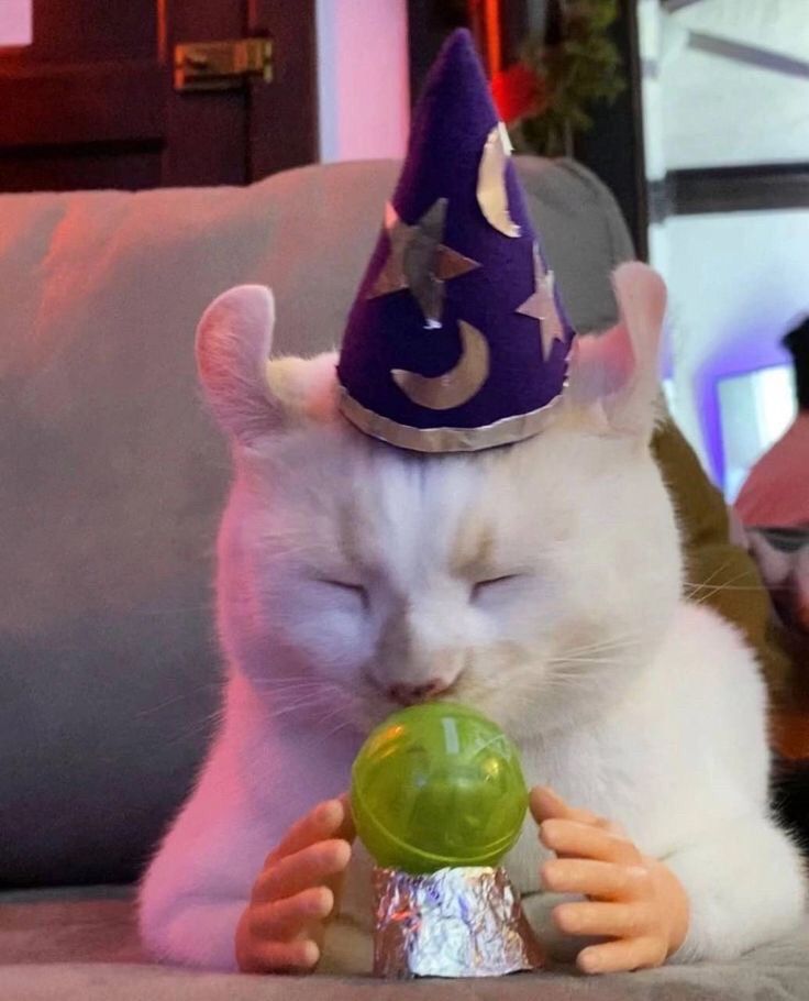 Image of a white cat with closed eyes, using a magician's hat and fake plastic human hands, simulating a use of a Cristal ball. 
