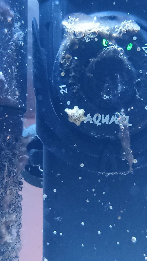 Asterina starfish in saltwater aquarium.