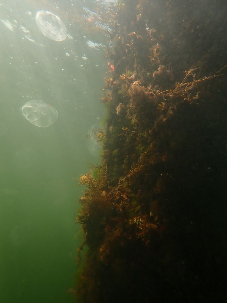 Underwater view of a pillar in Grevelingenmeer during a sunny dive.