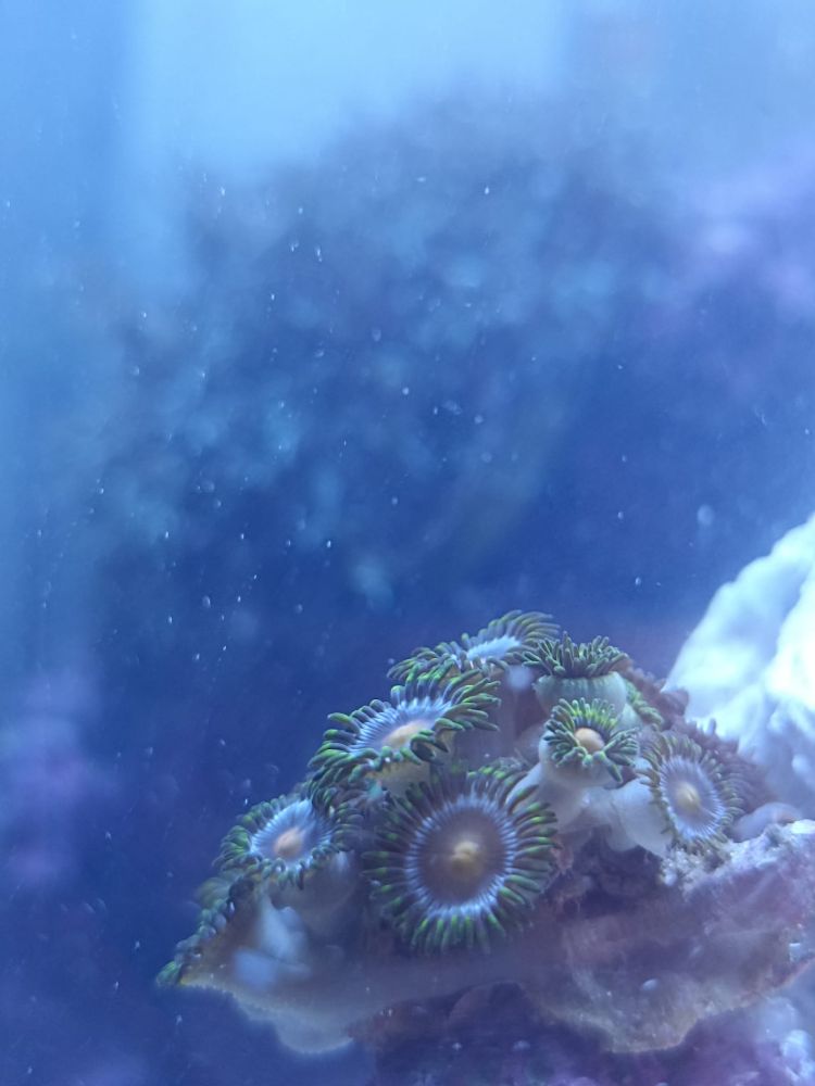 Zoanthid coral in an aquarium
