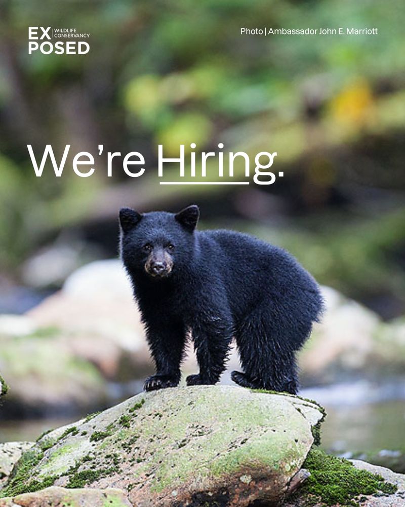 An image of a black bear cub with the text "We're Hiring"