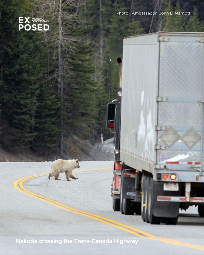A photo of Nakoda, the white Grizzly, crossing a highway in front on an oncoming semi. 
