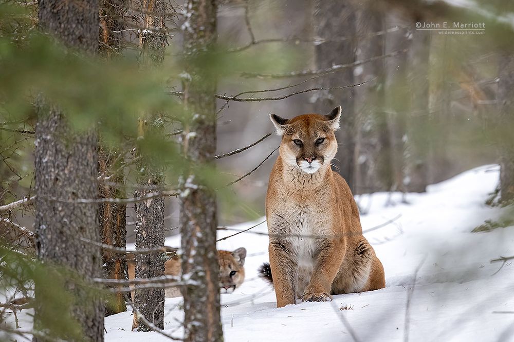 Two cougars in a snow covered forest. One is in the open and looking at the viewer, the other looks out from behind a tree.  Photo by John E. Marriott. 