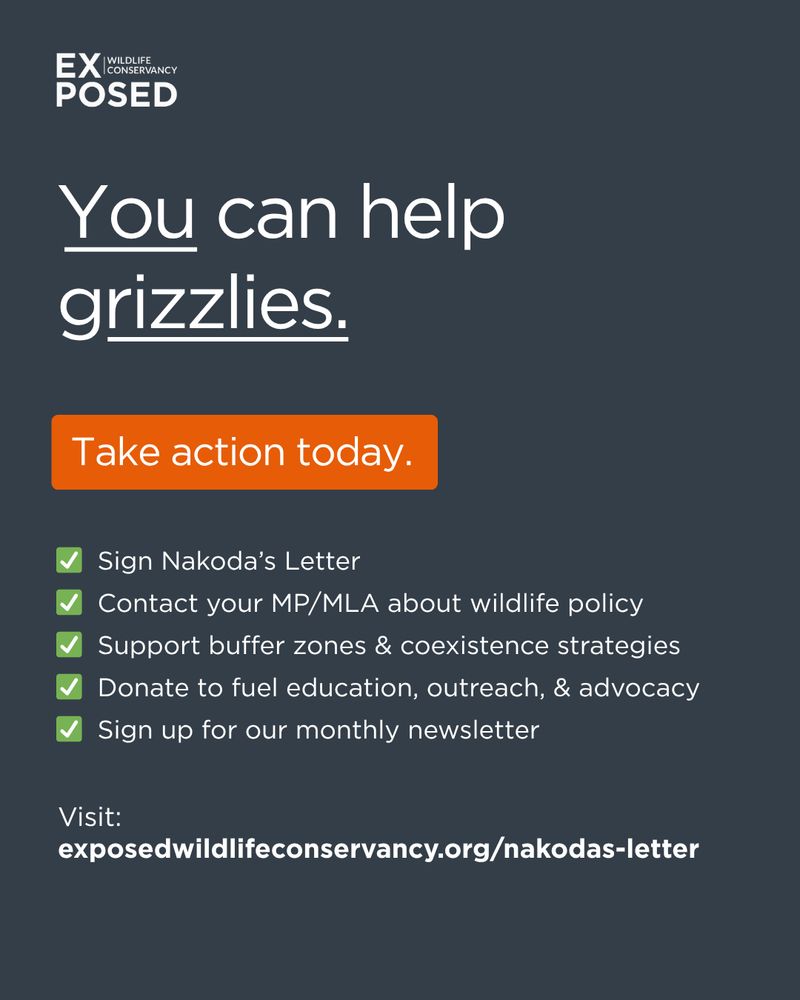 A graphic stating "You can help grizzlies." Examples include signing Nakoda's letter, contacting your MLA/MP, supporting buffer zones, donating to support outreach and advocacy, signing up the Exposed newsletter. Also, a link to Nakoda's letter. 