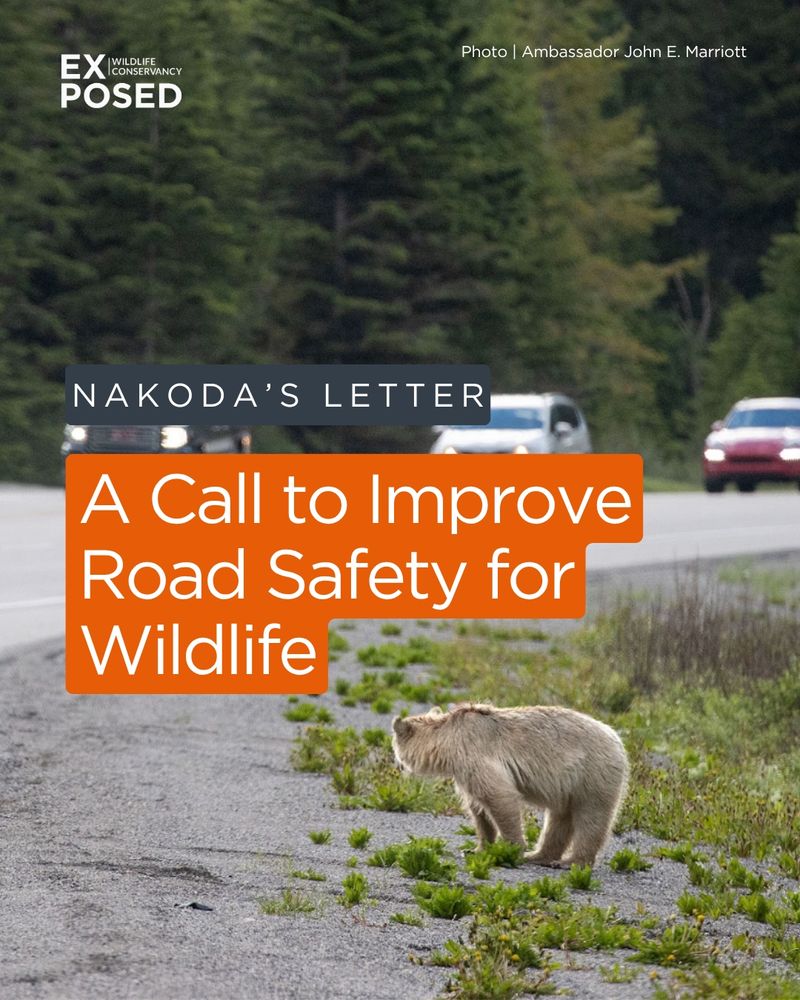 A white Grizzly Bear at the side of the road with cars approaching. The text "Nakoda's Letter: A call to improve road safety for wildlife". 
