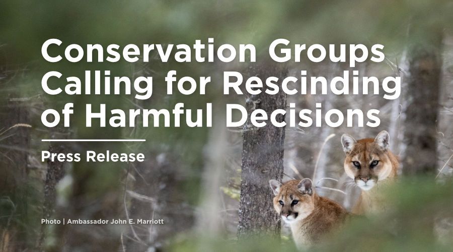 Graphic with a picture of two cougars and the headline: "Conservation Groups Calling for Rescinding of Harmful Decisions."