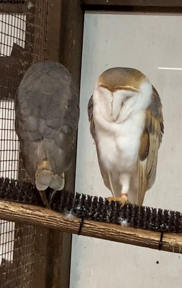 眠ると目がなくなるメンフクロウ
