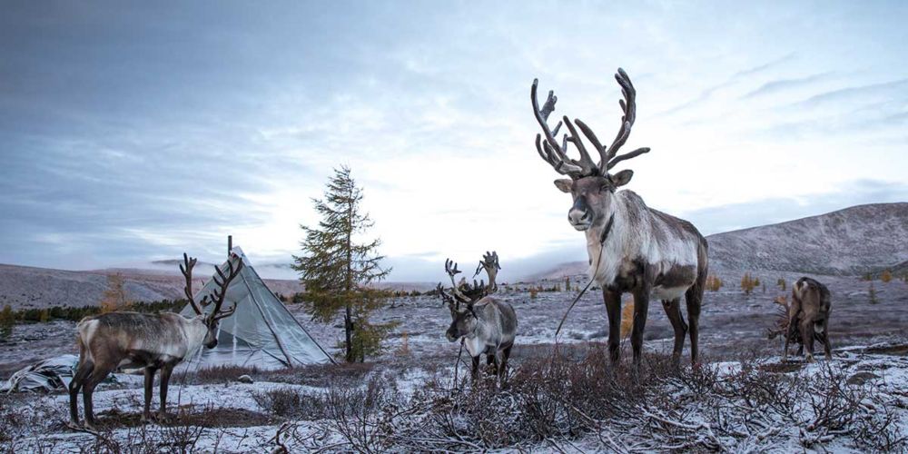 Of Reindeer, Donkeys and the verb that is Water. Stories of climate-healing with Judith Schwartz