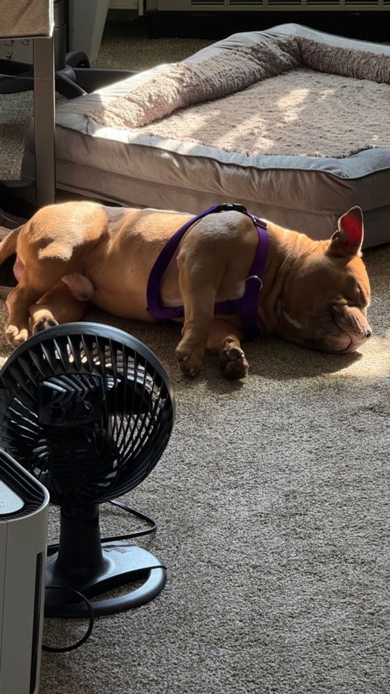 He made a great show about dragging his new bed into the sun spot. And then promptly passed out on top of the slippers he stole.