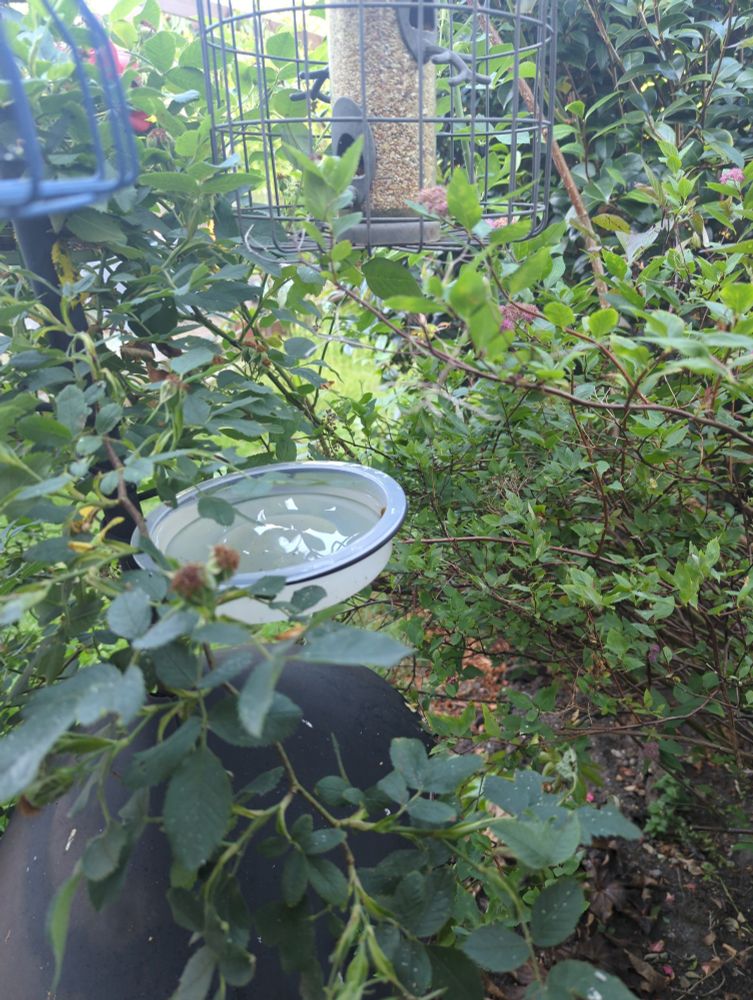 Bird water bowl alongside seed