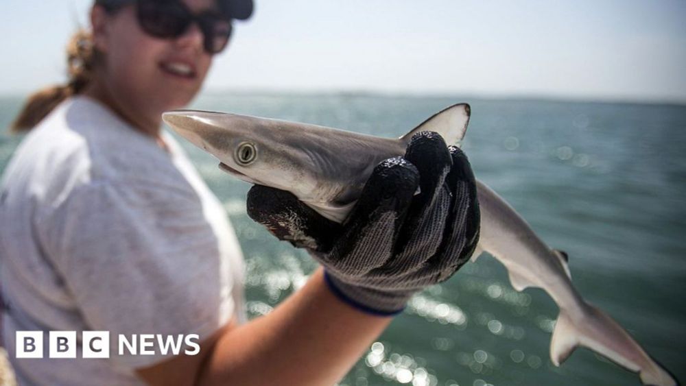 Sharks off Brazil coast test positive for cocaine - BBC News