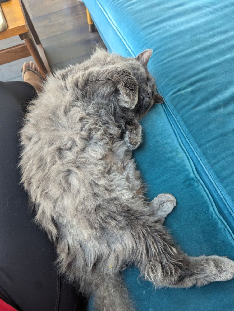 Frank, a fluffy grey cat, lies against my leg with his very fluffy tummy exposed