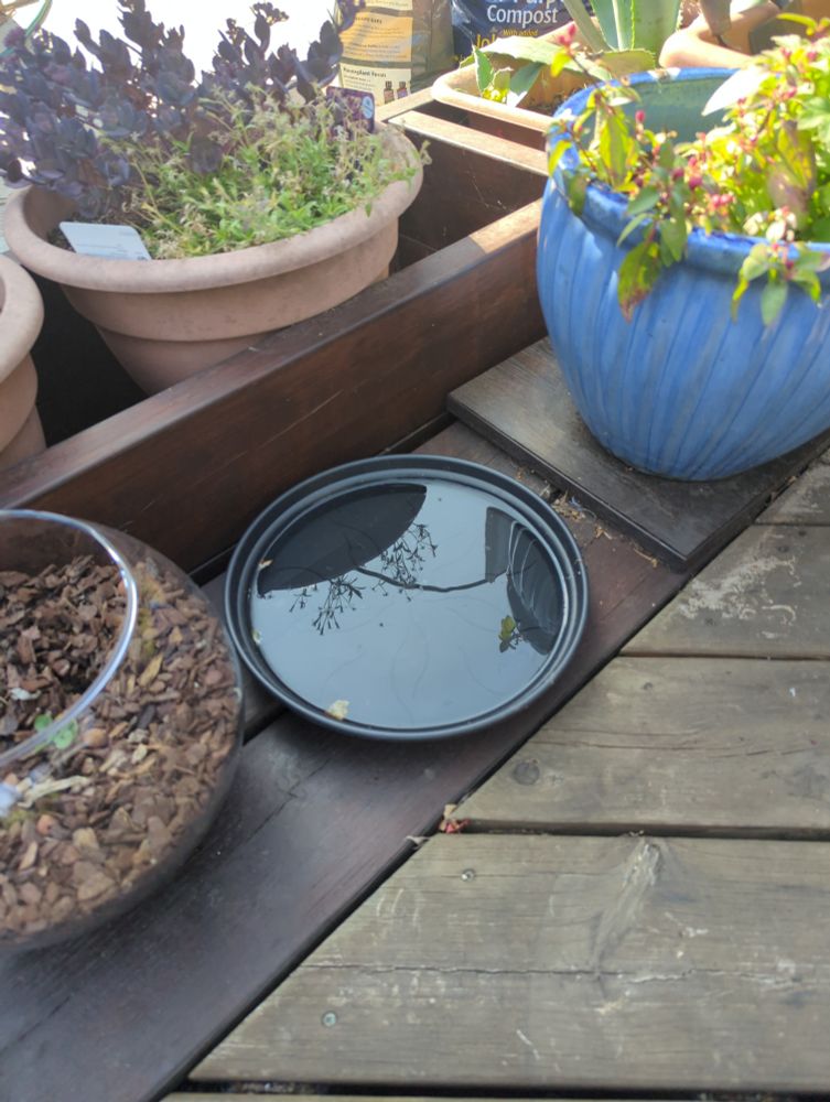 A larger bowl filled with water. 