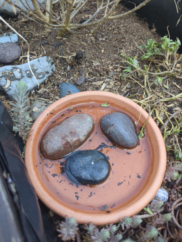 A terracotta bowl with a few pebbles in it, partially filled with water. 