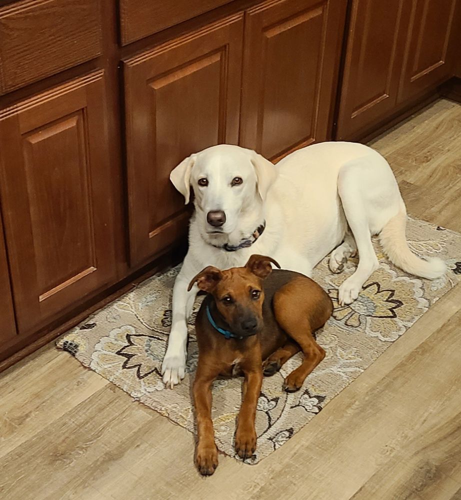 Very cute doggie who needs a permanent home.