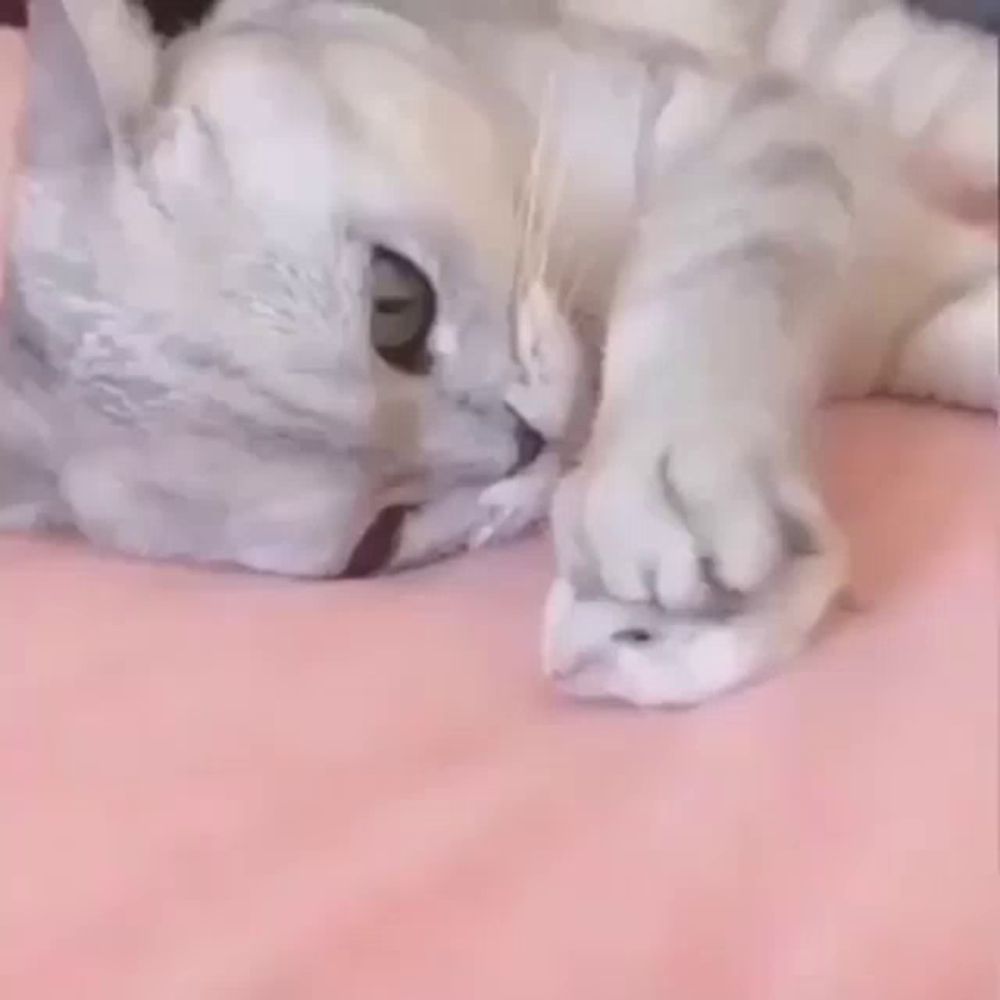 a white cat is laying on its back on a bed with a mouse .