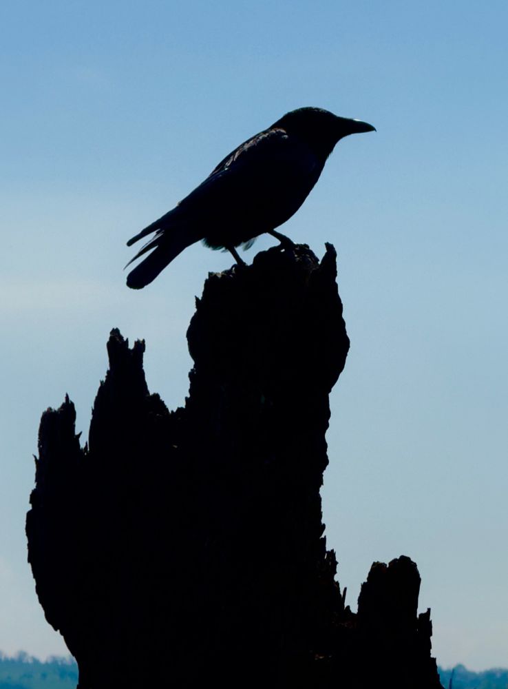 Crow stood on an old tree stump