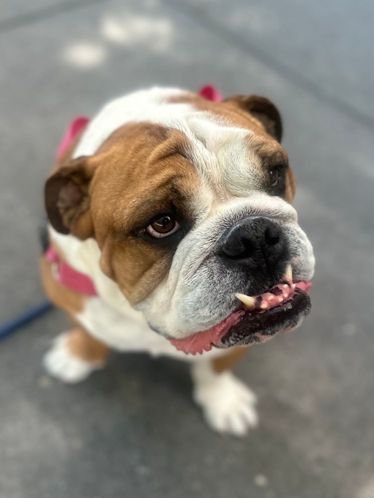 Tricolor bulldog with an underbite and snaggleteeth 