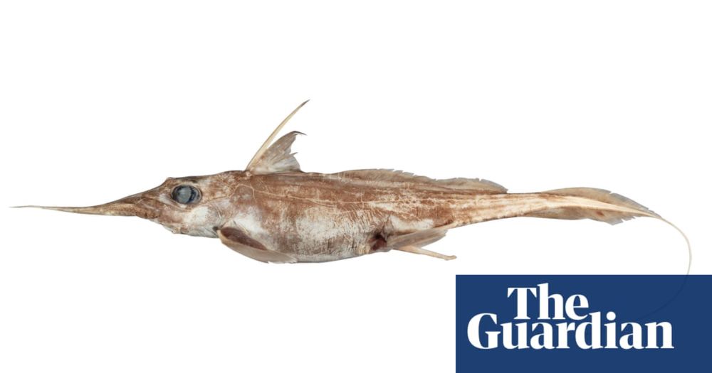 New ghost shark species with unusually long nose discovered in deep seas off New Zealand