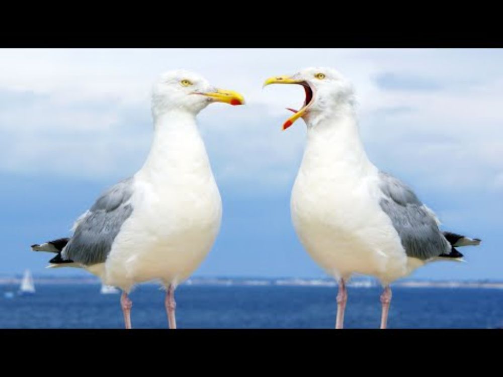 Gulls are Great: The Most Misunderstood Bird