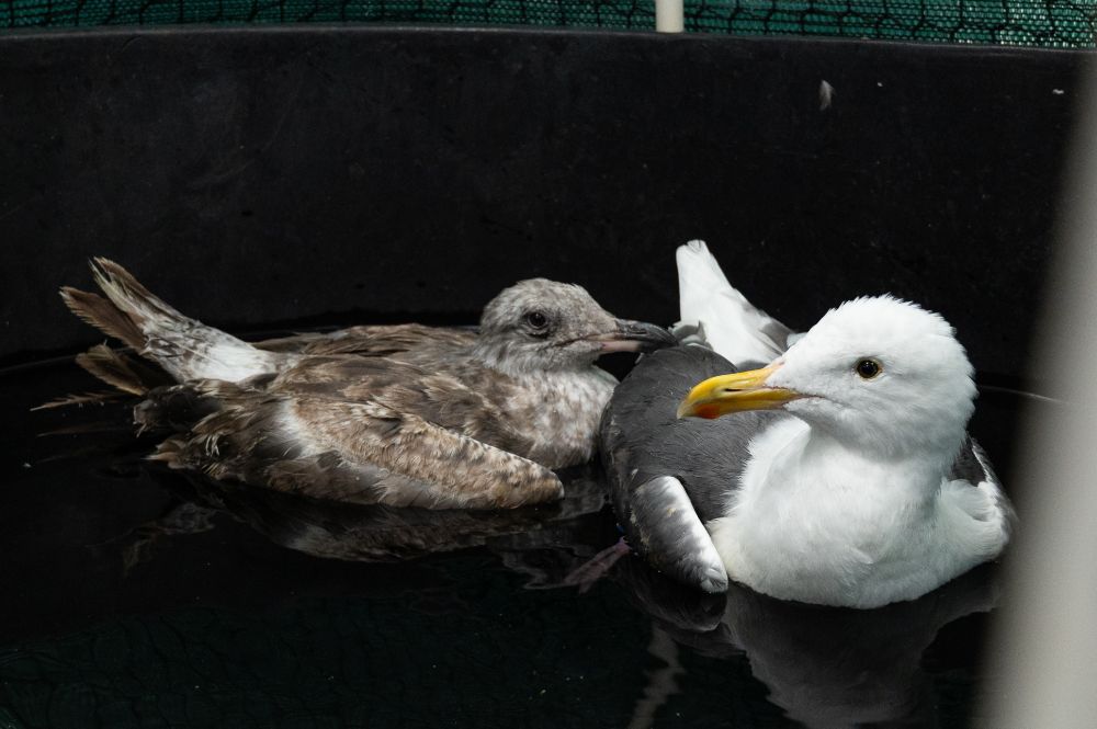 Two western gulls in care at International Bird Rescue floating in the warm rehab pools.