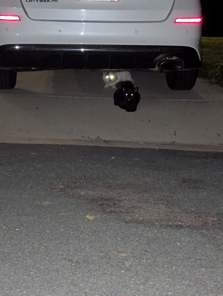 Two stray cats under a car with shining eyes in the dark. 