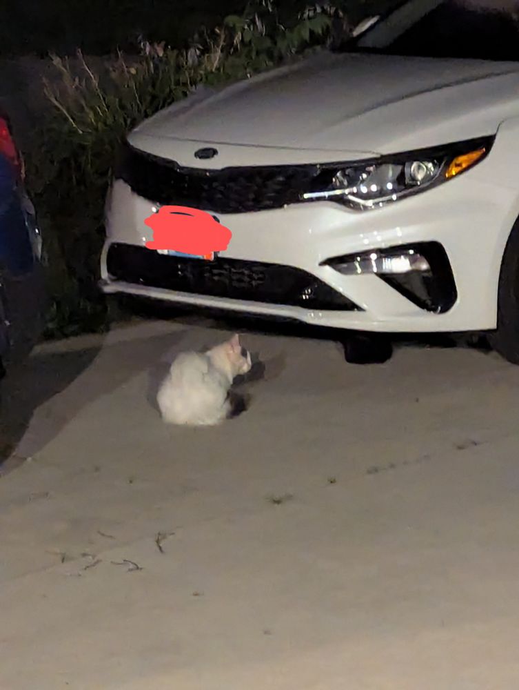 One cat with a bushy tail, and the other is dark underneath the car looking like a tire. 