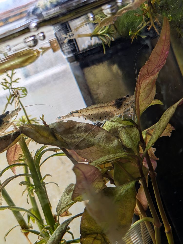 水槽のエビ