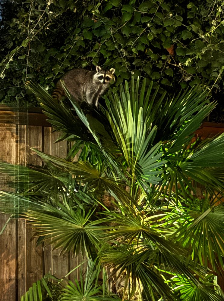 A raccoon peeps between palm tree fronds as it sits on a fence 