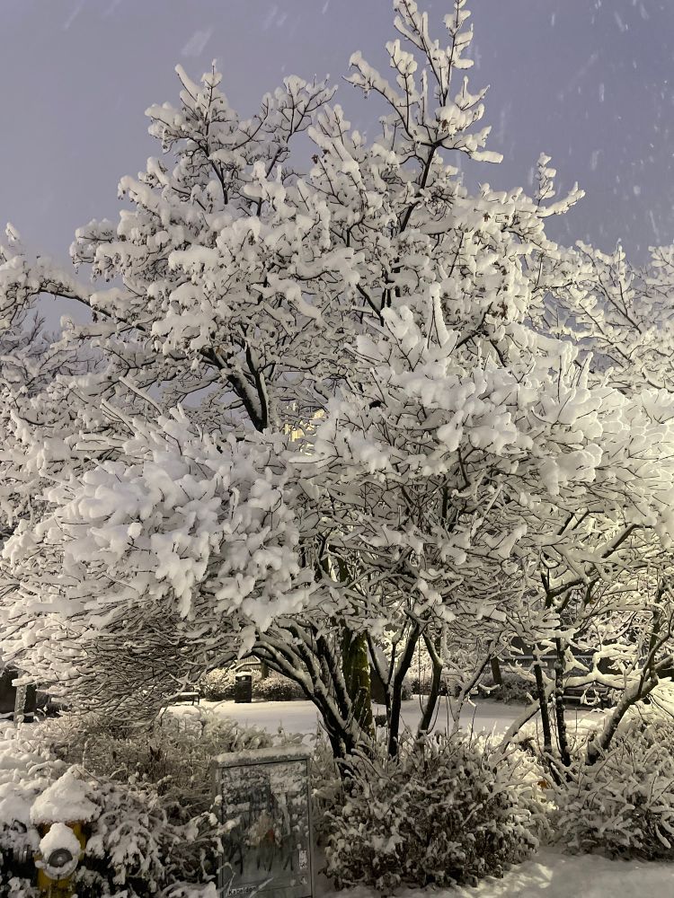 A snowy tree, Reykjavík, morning.