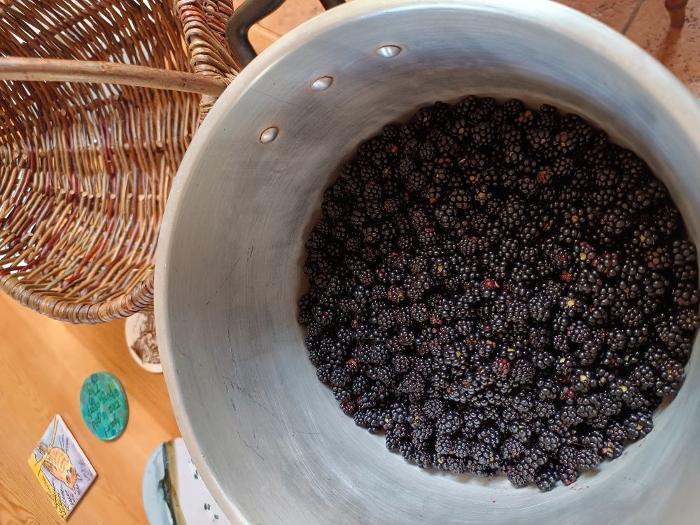 Large pan full of brambles picked on my walk today.