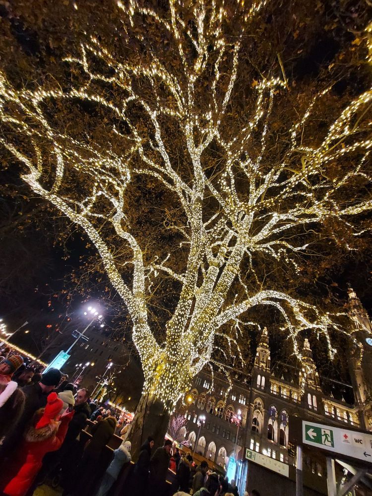 Großer Baum, dessen Stamm und Äste mit unzähligen kleinen Lichtern umwickelt ist
