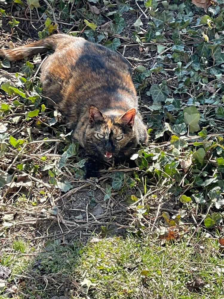 Tortoiseshell cat in ivy patch, looking unimpressed about my preventing her menacing the wee birdies. Glaring at me, fangs out, also enjoying a sunbeam.
