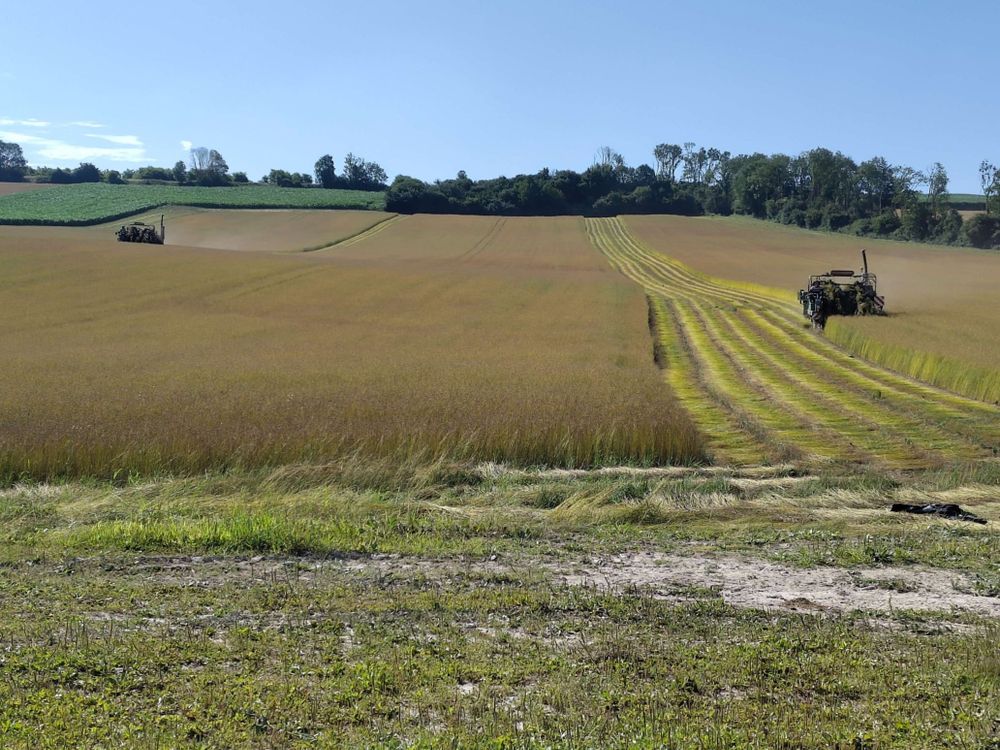 A field of flax being harvested