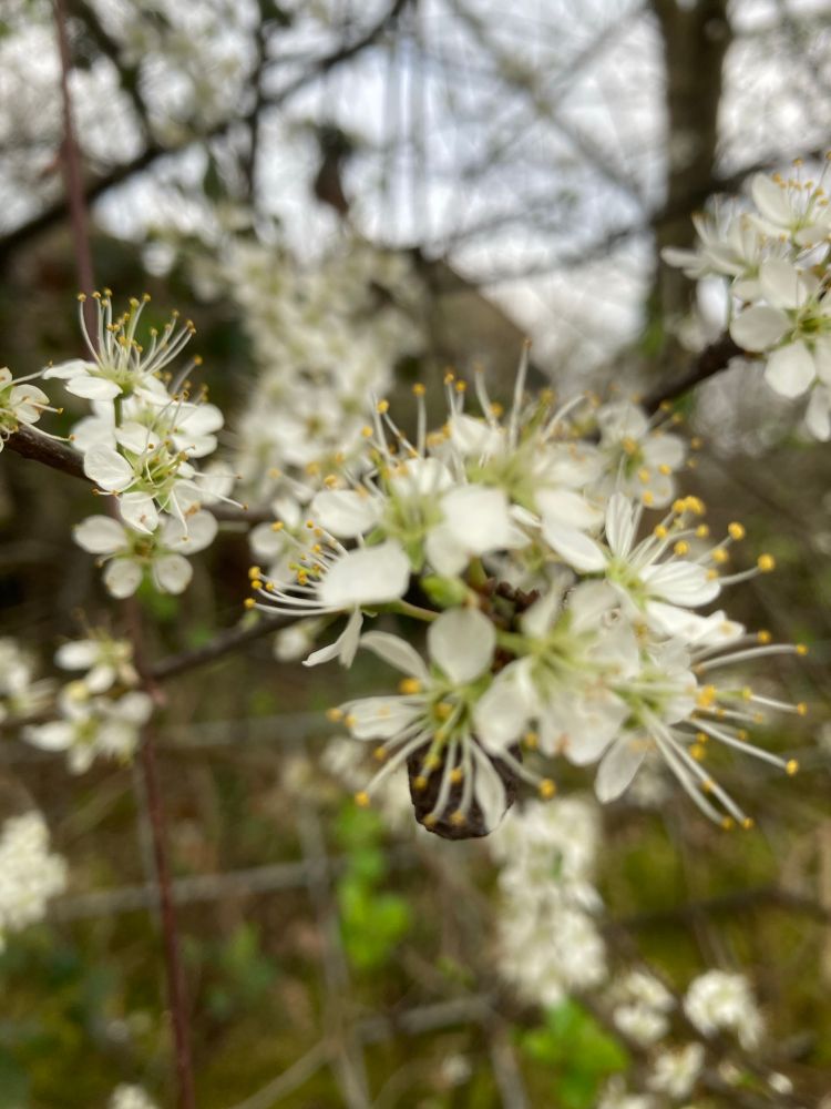 Blackthorn blossom on a spring day. 