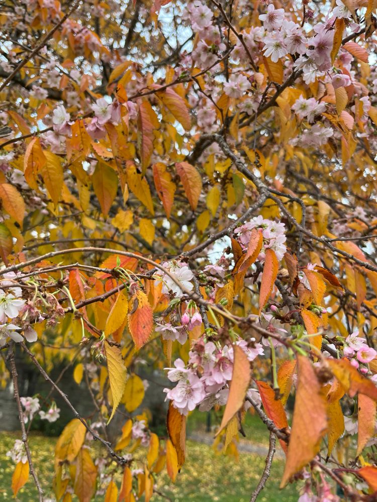 A tree with orange leaves in the autumn with blossom. But whyyy?!